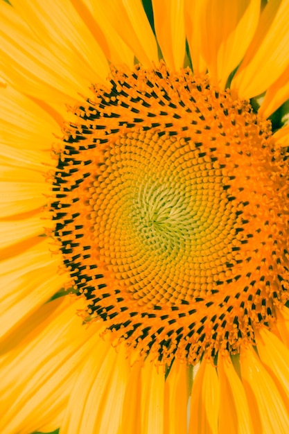 Los girasoles tienen pequeñas semillas apiladas en capas en una gran cantidad de flores.