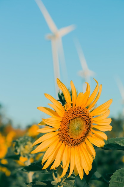 Los girasoles tienen sus pétalos apilados en capas. El extremo puntiagudo de los pétalos es amarillo. Al florecer, las flores girarán hacia el este.