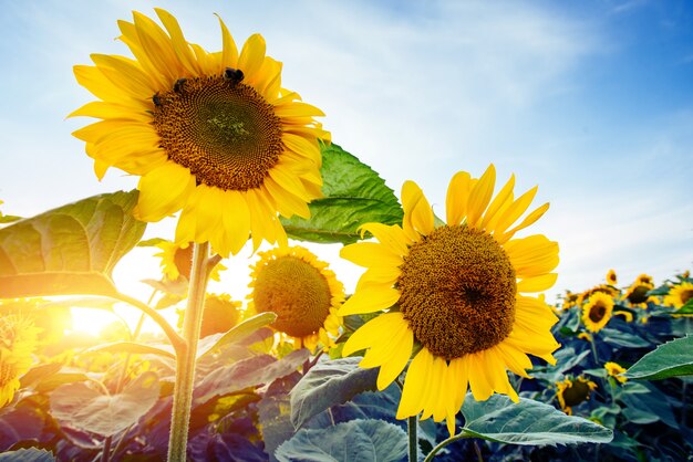 Girasoles a través de los rayos del sol.