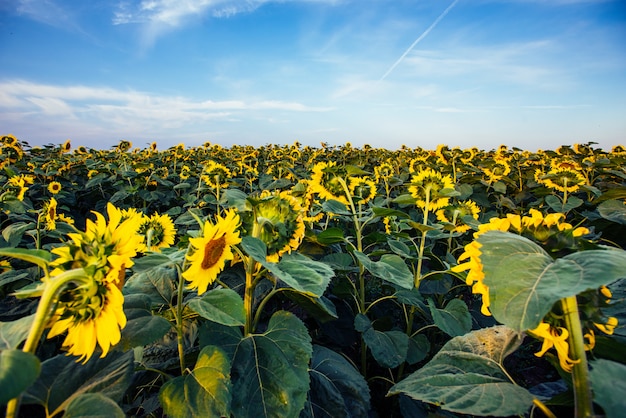 Girasoles a través de los rayos del sol.