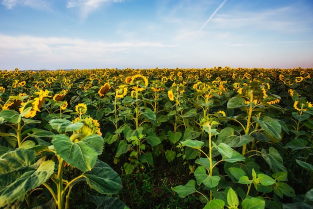 Girasoles a través de los rayos del sol.