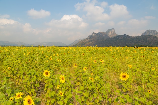 Girasoles en el uso de campo de girasoles para el fondo