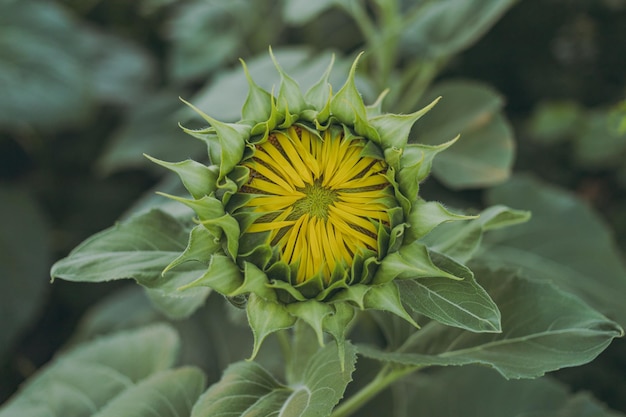 Los girasoles verdes crecen en el campo