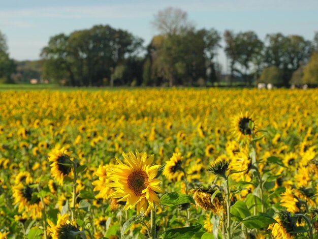 Los girasoles en Westfalia.