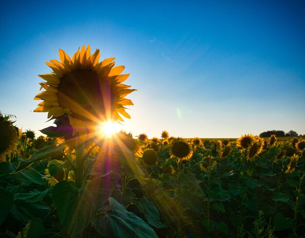 Foto los girasoles