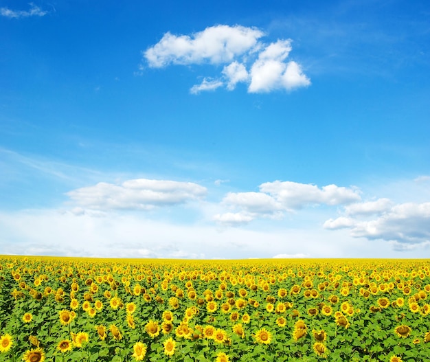 Girasoles