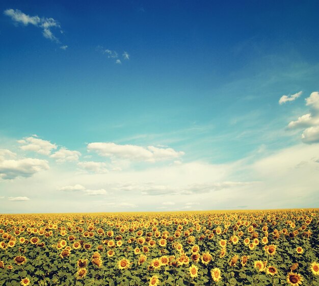 Girasoles