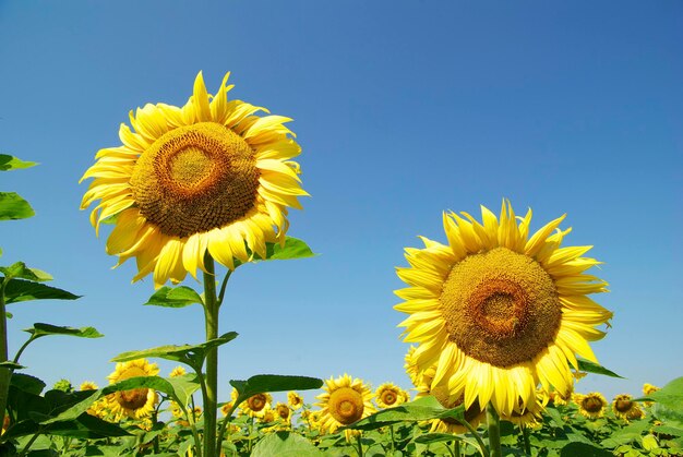 Girasoles