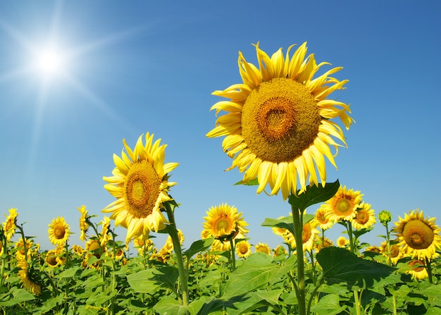 Girasoles