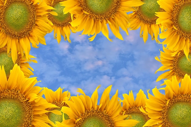 Foto los girasoles