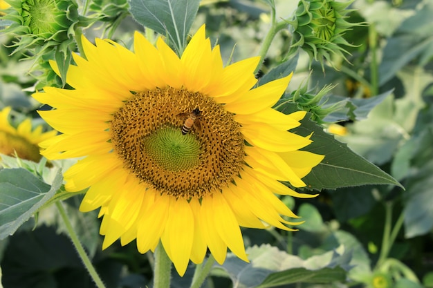 Girasoles