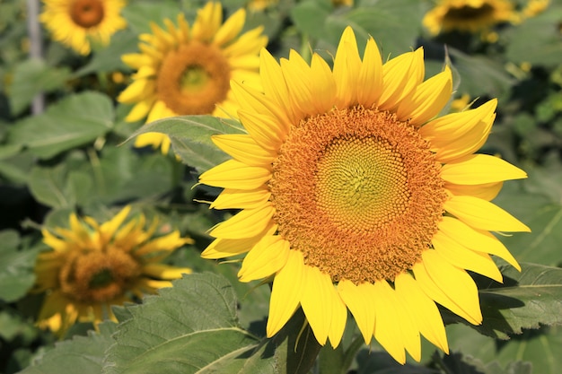 Girasoles