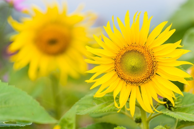 girasoles