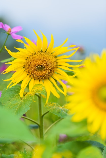 girasoles