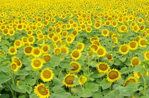 Girasoles