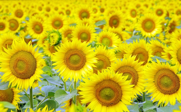 Girasoles