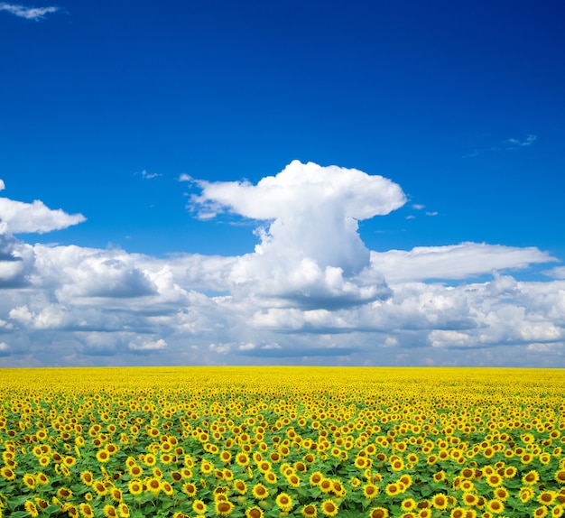 girasoles