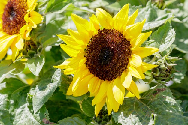 Los girasoles