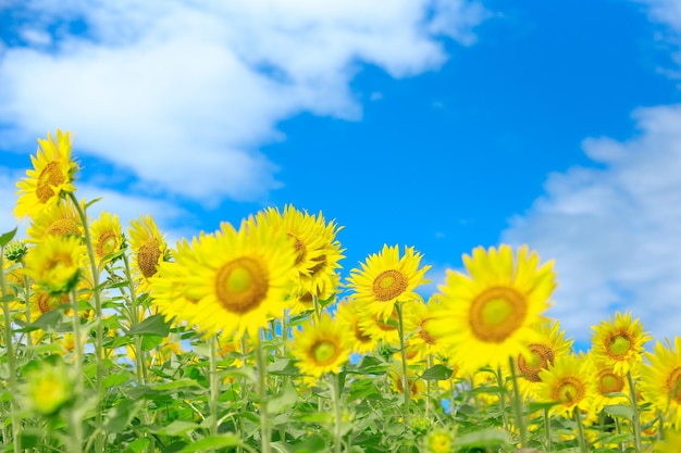 Girassóis a florescer contra o céu azul