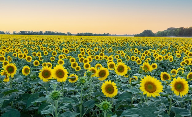 Girassóis amarelos em um campo ao pôr do sol. Paisagem na Rússia.