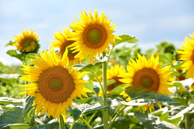 Girassóis crescendo em um jardim contra um fundo de natureza turva no verão Plantas amarelas começando a florescer em um campo verde na primavera Flora brilhante florescendo em um prado em um dia ensolarado