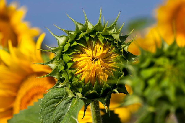 Girassóis de flores amarelas no verão