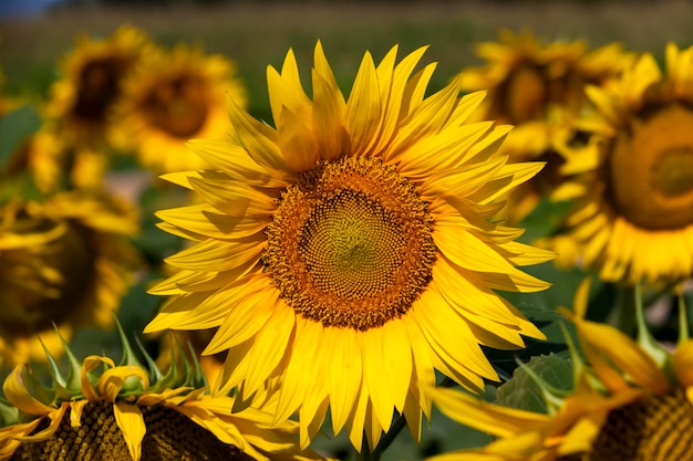 Girassóis de flores amarelas no verão