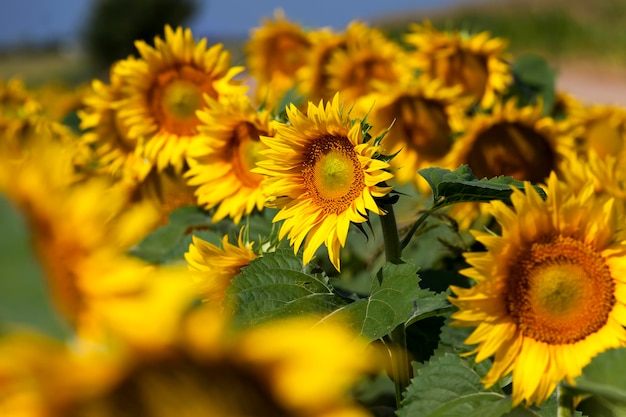 Girassóis de flores amarelas no verão