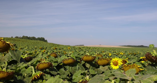 girassóis desbotados no verão girassóis em flor