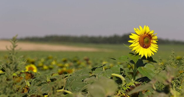 Foto girassóis desbotados no verão girassóis em flor