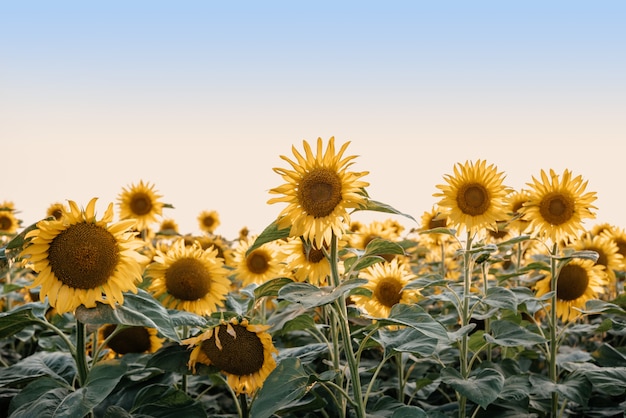 Girassóis dourados no campo de girassol contra o pôr do sol céu azul fundo agrícola de verão