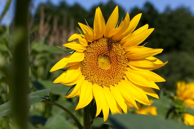 Girassóis durante a floração em tempo ensolarado, um campo agrícola com girassóis em crescimento durante a floração