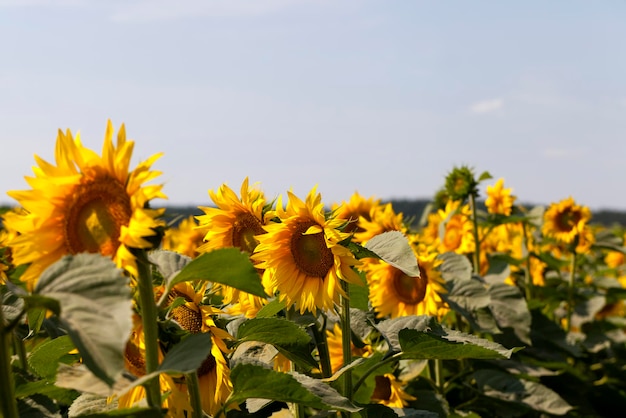 Girassóis durante a floração em tempo ensolarado