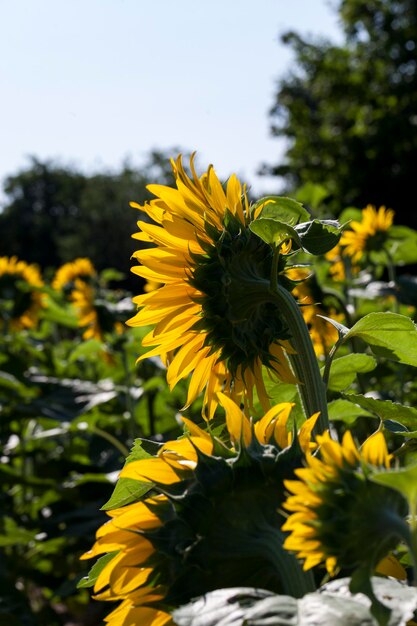 Girassóis durante a floração em tempo ensolarado