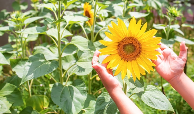 Girassóis e sol amarelos brilhantes. Foco seletivo