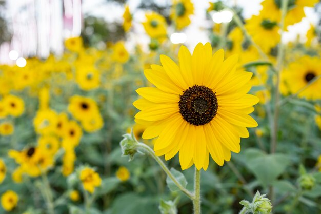 Girassóis em flor no campo no verão