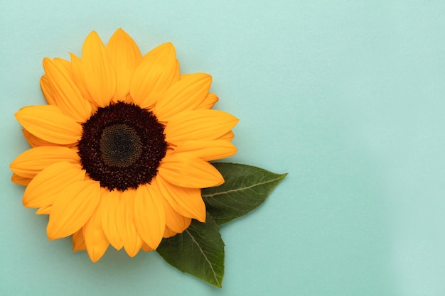 Girassóis em fundo pastel com espaço de cópia Composição floral de cima para baixo com lindos girassóis