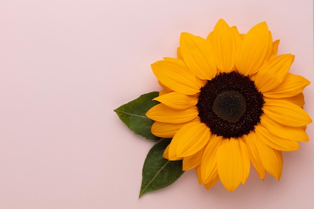 Girassóis em fundo pastel com espaço de cópia Composição floral de cima para baixo com lindos girassóis