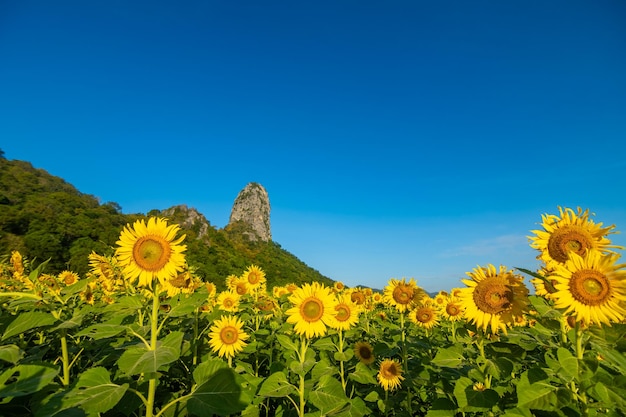 Foto girassóis em khao chin lae à luz do sol com céu de inverno e nuvens brancas agricultura campo de girassóis