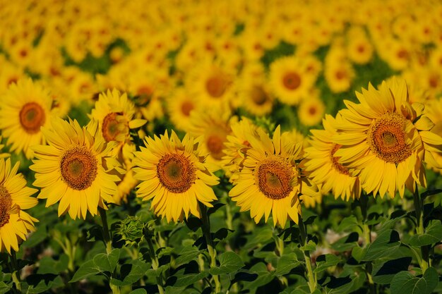 girassóis em um campo de girassóis em um campo