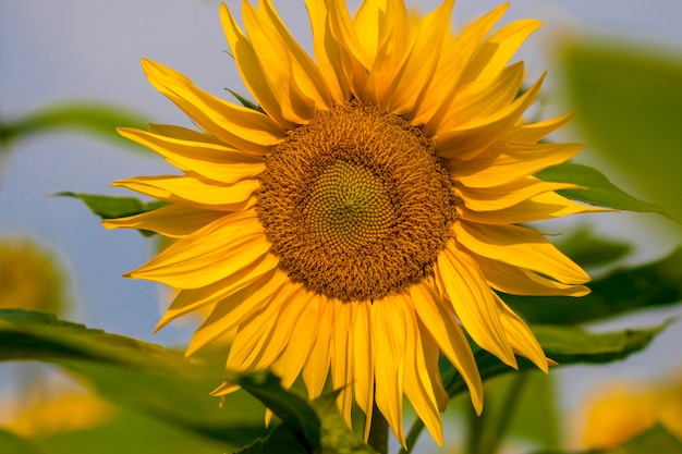 Girassóis florescendo em um céu azul