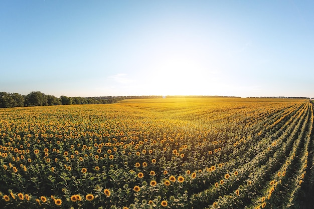 Girassóis florescendo Grande campo agrícola de girassóis ao pôr do sol
