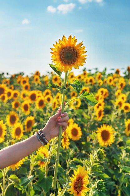 Girassóis florescendo na mão