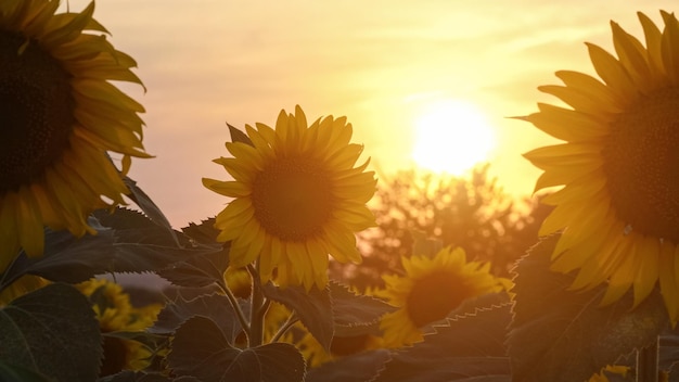 Girassóis florescendo no campo à noite ao pôr do sol