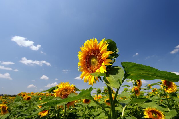 Girassóis florescendo no contexto de um campo e um céu azul com nuvens