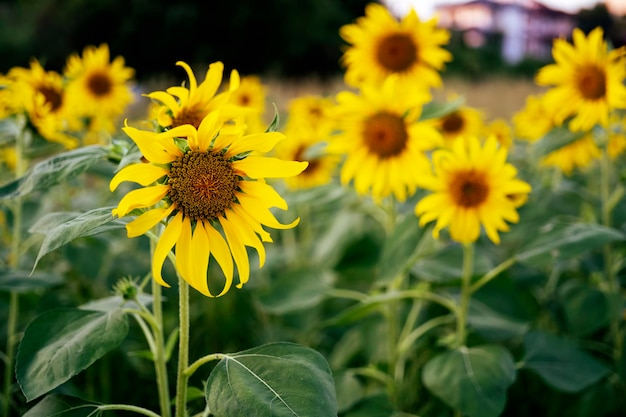 girassóis na imagem de flores do jardim