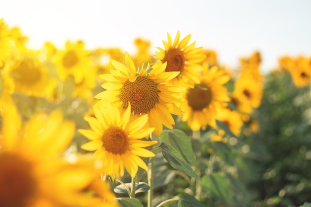 Girassóis no campo agrícola Girassóis amarelos florescendo na temporada