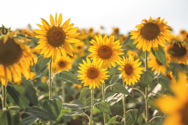 Girassóis no campo agrícola Girassóis amarelos florescendo na temporada