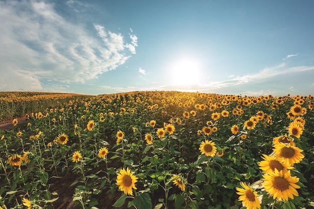 Girassóis no campo agrícola Girassóis amarelos florescendo na temporada