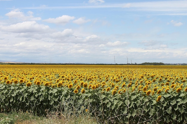 Girassóis no campo